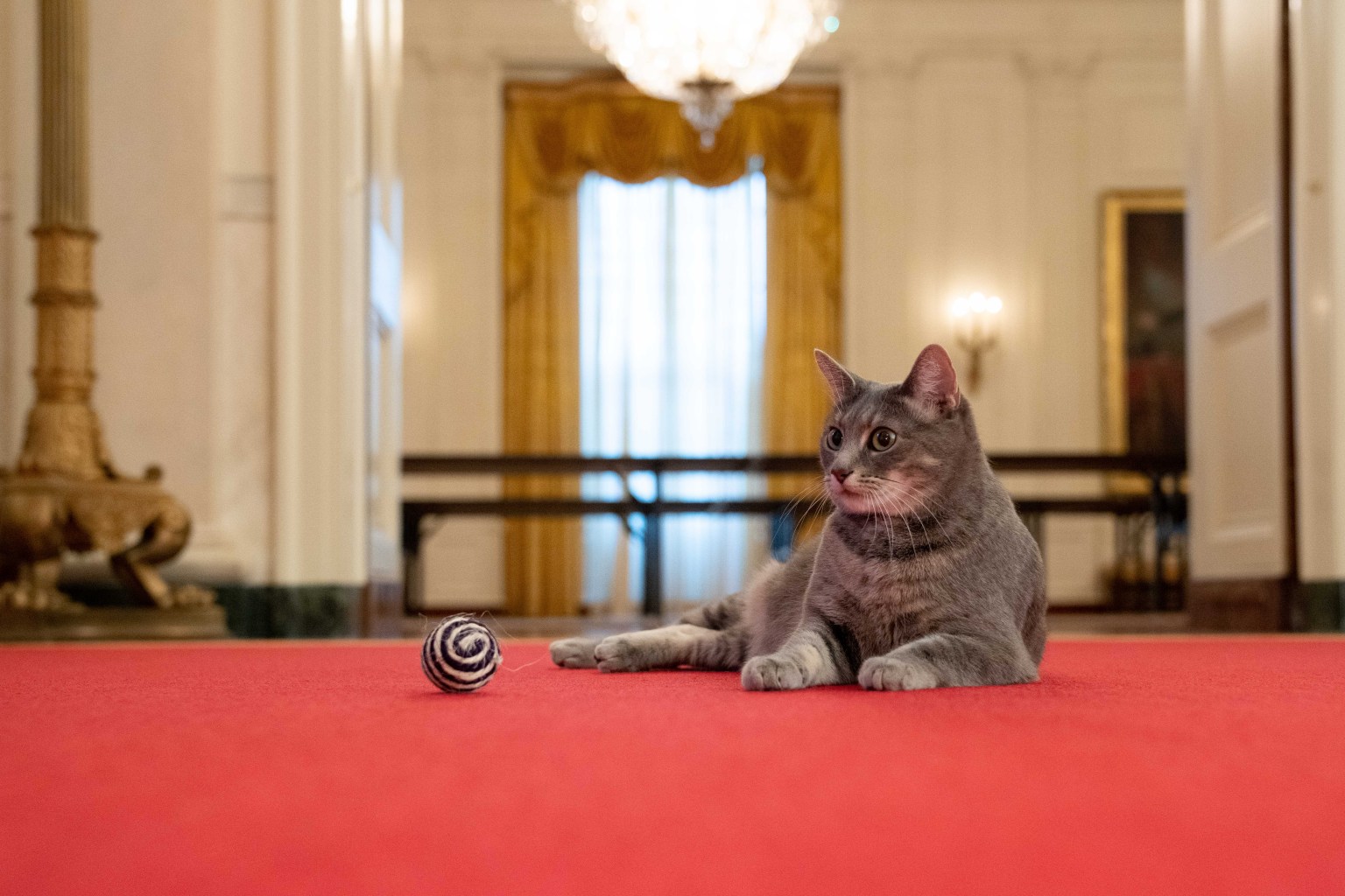 Willow, the Biden family’s new pet cat, wanders around the White House on Wednesday, January 27, 2022 in Washington. (Official White House Photo by Erin Scott)